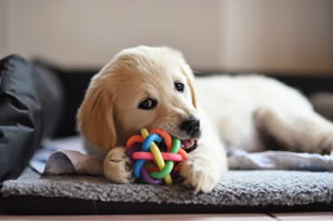 Chewing puppy